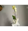 Орхидея Элиза