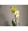 Орхидея Элиза 1