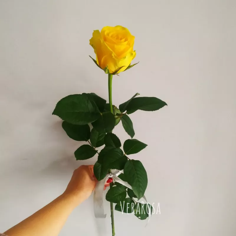 Роза жёлтая 1