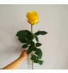 Роза жёлтая 1